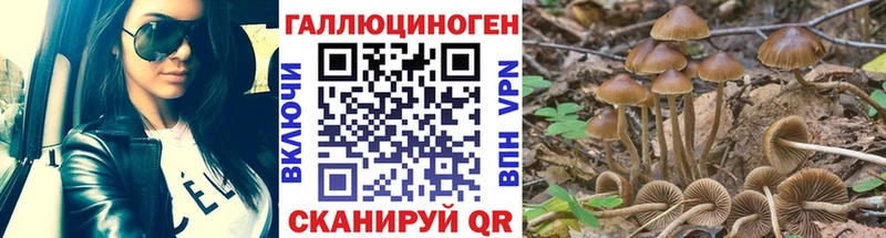 Галлюциногенные грибы Psilocybe  Суоярви 